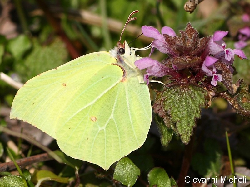 Boudinotiana notha  Geometridae